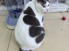 -瑞派动物医院·猫专科·至诚(江南中分院)