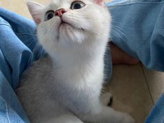 -lincat·猫舍(广州店)