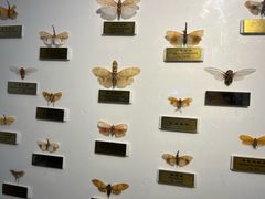 -上海昆虫博物馆