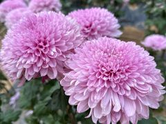 -贵州省植物园