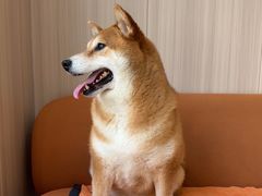 -申普宠物医院·眼科·心内科·影像科(普陀分院)