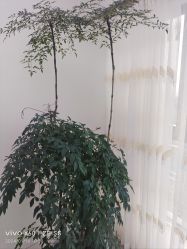 -HEYAN荷妍专业脱毛连锁机构