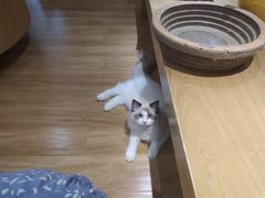 -滚猫咖啡·猫咖·猫友好撸猫(未来城店)