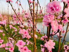 -合肥滨湖国家森林公园