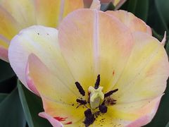 -石家庄市植物园