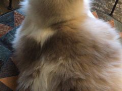 -猫猫幼稚园·撸猫·桌游·电玩