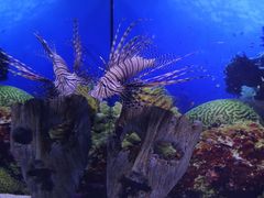 -芜湖新华联大白鲸海洋公园