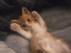 -瑞派福兴宠物医院犬猫全科·骨科·中西医结合(河东店)