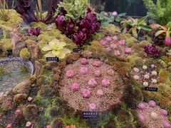 -中国科学院西双版纳热带植物园