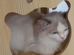 -瞄一喵猫咖(格力海岸店)