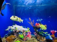 -辛玛王国游乐园