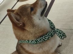 -逗柴咖啡屋·狗咖猫咖宠物桌游
