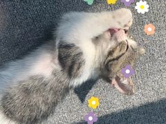 -喵店&猫咖