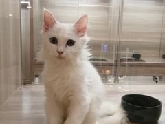 -飞行喵MR PILOT|猫舍·猫咖(静安大融城店)