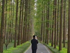 -黄海国家森林公园