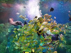 -芜湖新华联大白鲸海洋公园