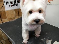 -我爱吾宠宠物美容院(朝阳路店)