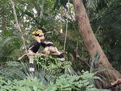 -广州长隆飞鸟乐园