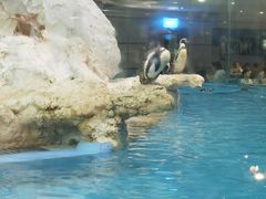 -帝企鹅自助餐厅•儿童岛•真企鹅(长隆企鹅酒店)