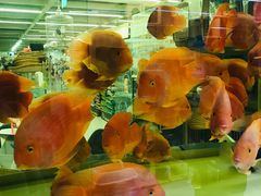 -米卢宠物公园(广华居店)