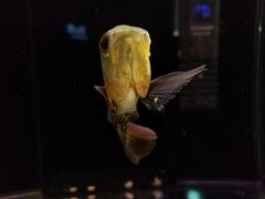 -宠物世家(仲盛世界商城店)