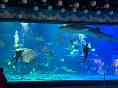 -烟台海昌鲸鲨海洋公园