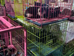-中环花鸟鱼虫市场