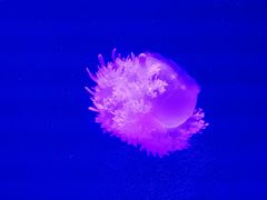 -福州罗源湾海洋世界旅游区