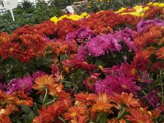 -德香苑脆皮烤鸭·经典(爱融荟城店)