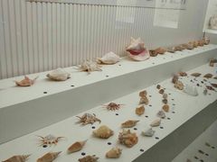 -青岛贝壳博物馆