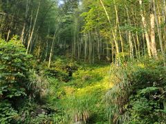 -炎陵县神农谷国家森林公园