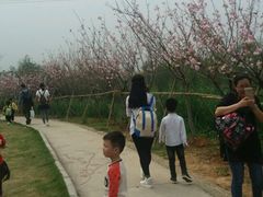 -天适樱花悠乐园