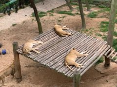 -西霞口神雕山野生动物世界