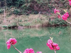 -靖西鹅泉风景区