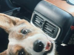 -枫花园汽车电影院(朝阳公园店)