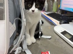 -四月宠物医院·猫专科·心脏专科·内科(转塘店)