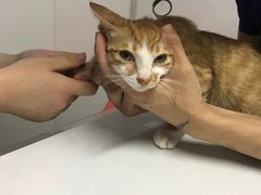 -伟伟宠物医院·CT影像中心·瑞派犬猫综合性门诊(汉口总院)