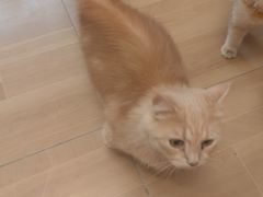 -唐小姐の私宠·宠物洗护美容·撸猫馆·购宠(周浦万达旗舰店)