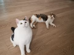 -冯三姐川渝冒肚(青年路店)