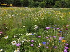 -武陵山森林公园