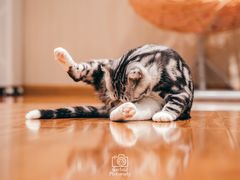-绒爪撸猫下午茶·猫咖