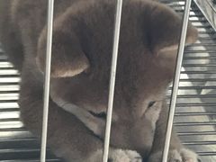 -柴犬高等学院·狗咖·柴犬售卖·宠物训练