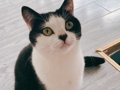 -喵屿·大理花园猫咖