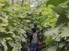 -庞各庄翠芳园西瓜蔬菜基地采摘园