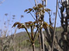 -北京上方山国家森林公园