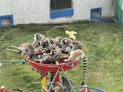 -西霞口神雕山野生动物世界