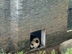 -都江堰中华大熊猫苑