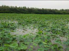 -大湾区中央湿地公园