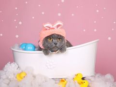 -超宠爱宠物摄影-Super pet