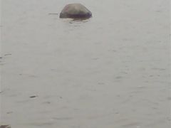 -碧海金沙